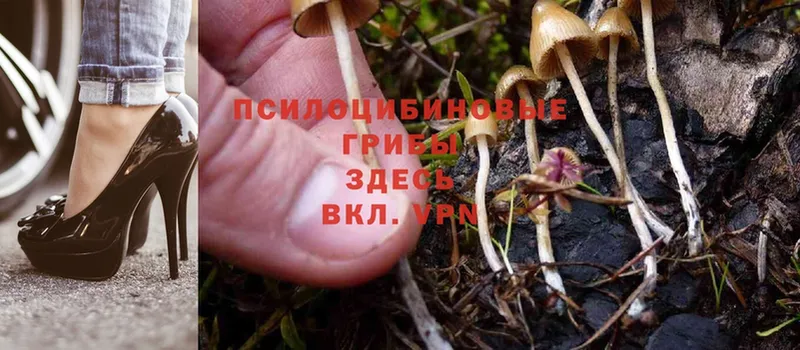 Галлюциногенные грибы Psilocybine cubensis Ставрополь