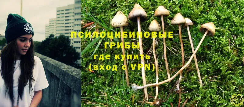 Галлюциногенные грибы Magic Shrooms  kraken онион  Ставрополь 